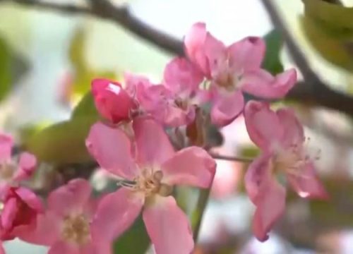 300-year-old Seaver's apple tree