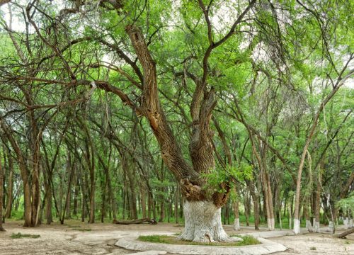 The holy tree "Aulieagash"