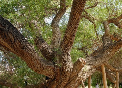 700-year-old Willow