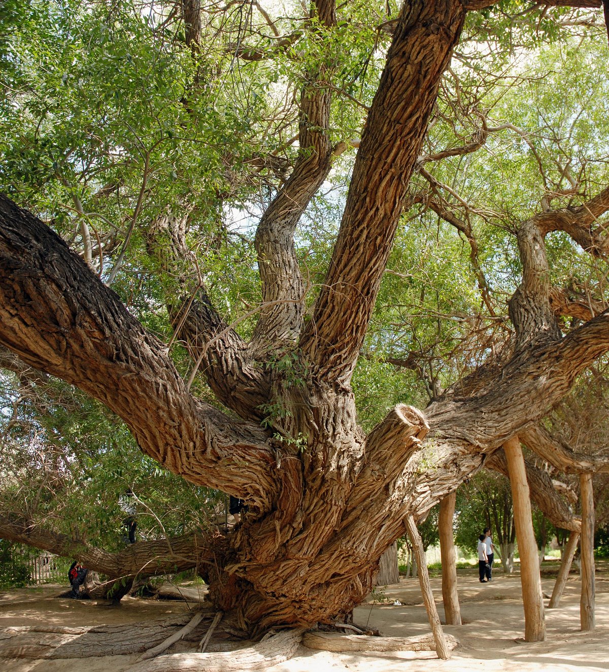 700-year-old Willow